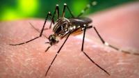 Fin de l'épidémie de dengue à Saint-Martin et Saint-Barth