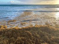 Sargasses : "calme plat" pour l'instant