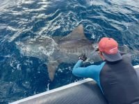 Avec « Tracks », One Shark utilise l’ADN environnemental pour mieux suivre les requins