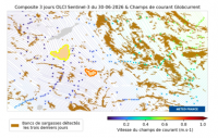 Le bulletin de prévision des échouements de sargasses de Météo France fait peau neuve