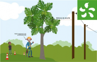Saison cyclonique : comment élaguer un arbre proche d’un fil électrique