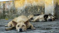 Fourrière animale : la capture des chiens errants toujours en cours