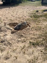 La réserve naturelle  rappelle les bons gestes à avoir en cas de présence de tortues marines sur terre La réserve naturelle  rappelle les bons gestes à avoir en cas de présence de tortues marines sur terre