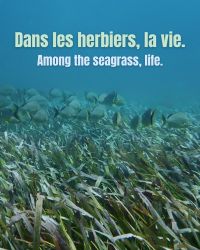La Réserve naturelle lance une campagne de sensibilisation à la protection des herbiers