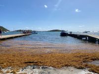 Sargasses : "La menace se rapproche" selon Météo France