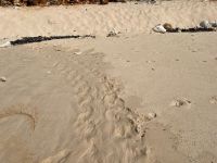 Tortues marines : la Réserve naturelle lance un appel aux écobénévoles pour la saison 2026